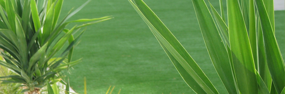 Instant Natural Grass Turf Roll Out Lawn Suppliers Adelaide